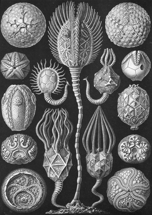 Plate 90 from Haeckel's Kunstformen der Natur, showing a collection of Cystoidea, certain of which bear an uncanny resemblance to monsters from Lovecraft and Giger.